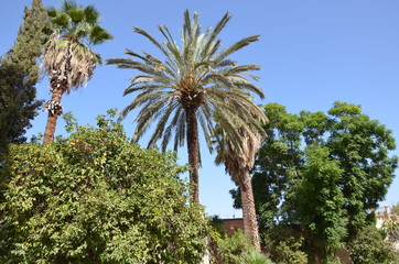 Palais de la Bahia à Marrakech - jardin islamique