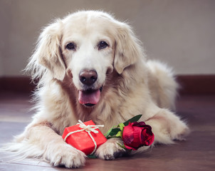 golden retriever dog lying down   with red rose and gift box in her front leg , smiling  and looking at camera ,selective focus on dog's eyes. Valentine's day concept.