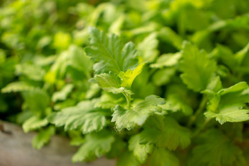 Fresh greenery foliage of Celery plant or baby Smallage spreading in the cray pottery on blurry background