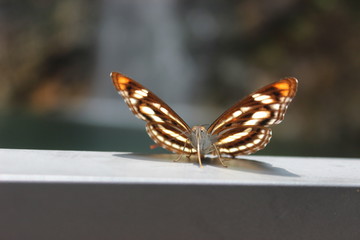 butterfly under the sunlight