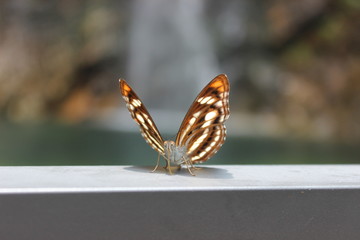 butterfly in close distance