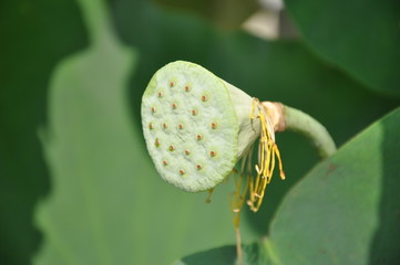 seedpod of the lotus