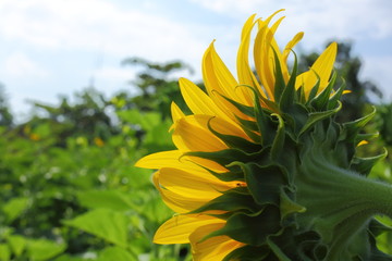 beautiful sunflower blossom blooming in nature