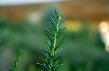 Rosemary fragrant herb is edible woody perennial plant with greenery needle-like leaves in traditional English cottage backyard planting Sensory organic garden