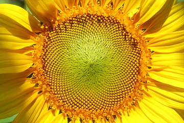 beautiful sunflower blossom blooming in nature
