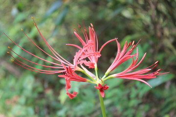 wild flowers with beautiful color