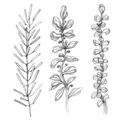 Set decorative herbs. Hand drawing. Simple pencil