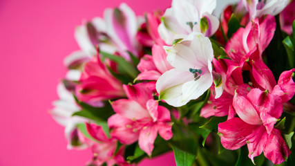 Bouquet of Colorful Alstroemeria Flowers on Pink Background Natural Light Selective Focus.