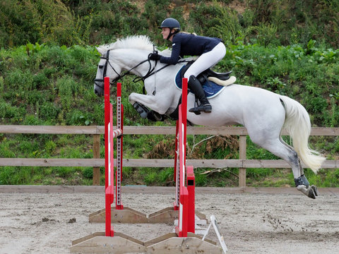 Showjumping Horse