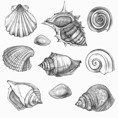 Set of sea shells. Simple pencil drawing. Manual graphics.
