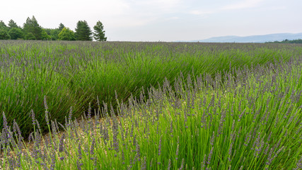 Beautiful purple petals of Lavender young bud flower blossom on green leaves in row at a field under cloudy sky, trees and mountain on background