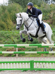 Showjumping Horse