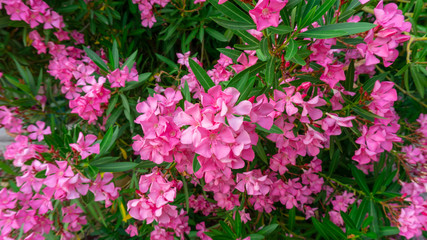 Fototapeta premium Bunches of pink petals of fragrant Sweet Oleander or Rose Bay, blooming on green leaves background