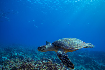 Hawksbill turtle swims over a Coral reef.