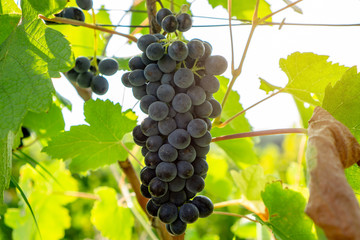 A bunch of fresh dark black ripe grape fruit on green leaves under soft sunlight in vineyard at the harvest season, viticulture planting in organic winery farm to produce the red wine