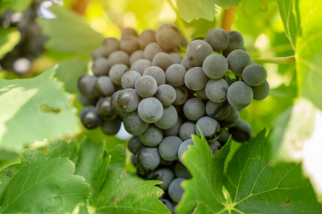 A bunch of fresh dark black ripe grape fruit on green leaves under soft sunlight in vineyard at the harvest season, viticulture planting in organic winery farm to produce the red wine