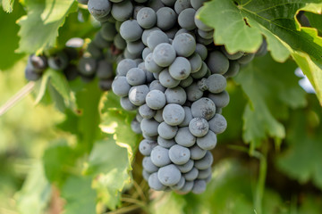 Bunch of fresh dark black ripe grape fruit on green leaves under soft sunlight in vineyard at the harvest season, viticulture planting in organic winery farm to produce the red wine