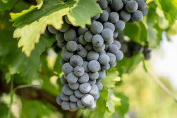 A bunch of fresh dark black ripe grape fruit on green leaves under soft sunlight in vineyard at the harvest season, viticulture planting in organic winery farm to produce the red wine