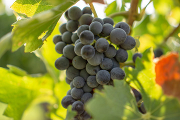 A bunch of fresh dark black ripe grape fruit on green leaves under soft sunlight in vineyard at the harvest season, viticulture planting in organic winery farm to produce the red wine