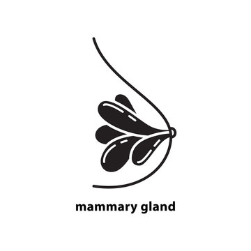 Cutout silhouette mammary gland icon. Outline template for logo for breast cancer. Black and white simple illustration. Flat isolated vector image on white background for medical surgery clinic