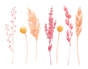 Fototapety  Beautiful bouquet composition with watercolor herbarium wild dried grass in pink and yellow colors. Stock illustration.