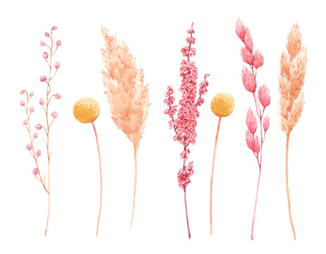 Beautiful Bouquet Composition With Watercolor Herbarium Wild Dried Grass In Pink And Yellow Colors. Stock Illustration.