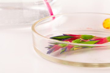 Herbal leaf in Petri dish, laboratory research close up