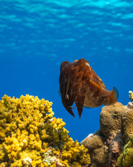 Cuttlefish on a colorful coral reef