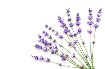 Lavender flowers isolated on white