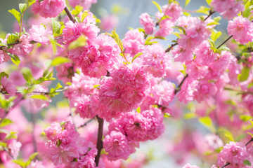 Macro photo of nature pink sakura flowers.