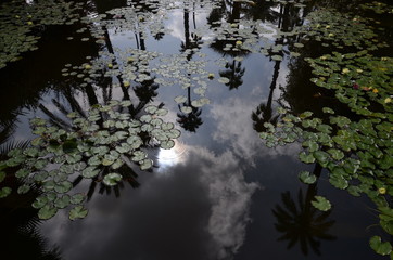 Jardin majorelle botanique exotique palmier cactus