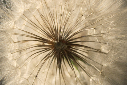 Blurry image of white dandelion flower, horizontal view. Abstract nature texture background. © diesel_80