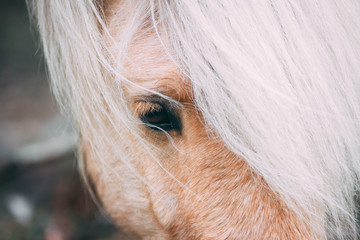 Wild horse close up