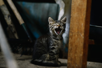A beautiful fluffy homeless kitten in an abandoned house yawns with its mouth wide open. Soft focus. The concept of loneliness.