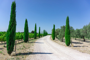 The rural road entry to vineyard and olive oil trees organic farmland, evergreen pine trees on both side under vivid blue sky, vacqueyras village in France