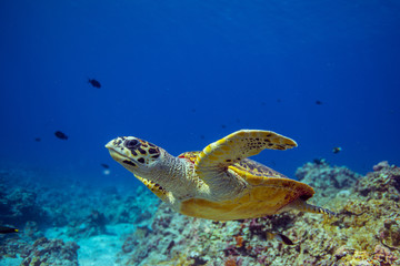 Obraz premium Hawksbill turtle swims over a Coral reef.