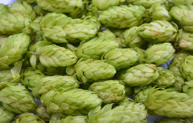 Fototapeta na wymiar Hop cones harvest. Ripe hop cones harvesting for beer industry