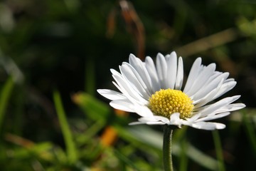 Fototapeta premium Blume