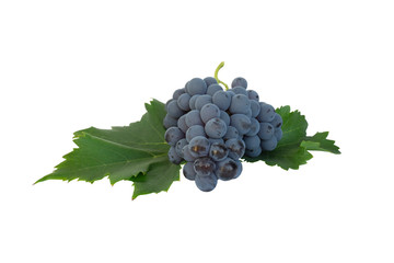 A bunch of fresh dark black ripe grape on green leaves isolated die cut photo on white background with clipping path