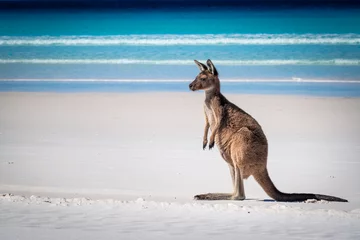 Fotobehang Cape Le Grand National Park, West-Australië Juveniele kangoeroe op het strand van Lucky Bay, Cape Le Grand National Park