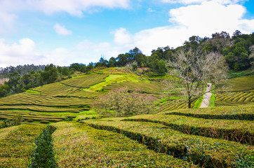 Gorreana Tea Plantation in Sao Miguel Island, Azores, Portugal. Rows of tea bushes on a hill. Overcast sky. Tea cultivation. Blue sky with white clouds above