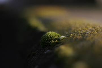 Line Of Moss In The Sun
