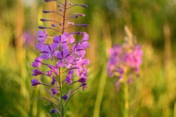 Beautiful wild flowers.