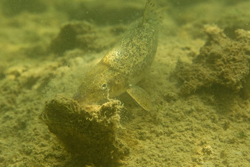 The Danube barbel from Mrežnica River, Croatia