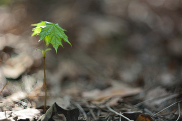 Young maple in the rays of the spring sun.