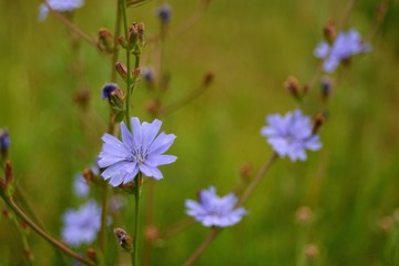 Beautiful wild flowers.