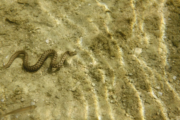 The dice snake on the bottom of the Mrežnica River, Croatia
