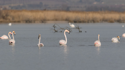 Flamants roses juvéniles dans la réserve du Scamandre