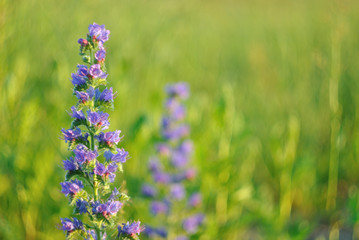 Beautiful wild flowers.