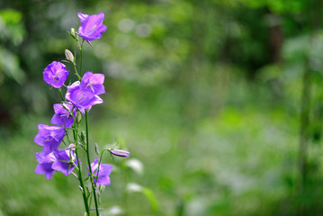 Beautiful wild flowers.